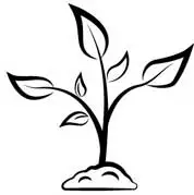 GROWTH